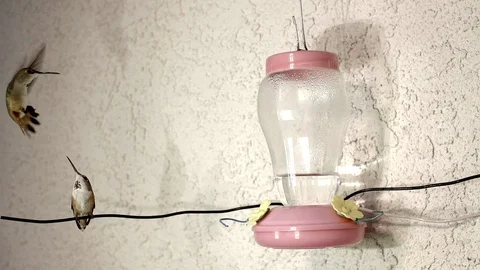 Face bite Hummingbird fight feeder battle 240fps slow motion Stock Footage 90684543