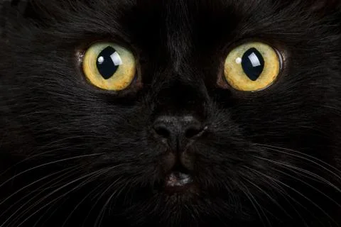 Face of black cat Stock Photos