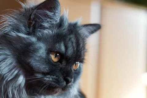 Face black cat  Stock Photos