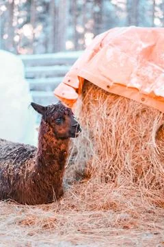 Face of a Brown Alpaca Lying on Straw in a Winter Forest Stock Photos