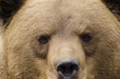 Face of a brown bear Stock Photos