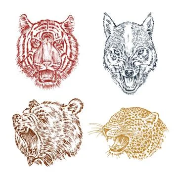 The face of brown grizzly bear, leopard and jaguar. Portrait of the wolf. Jaws Stock Illustration