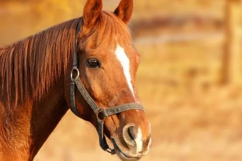 Face of a brown horse Stock Photos