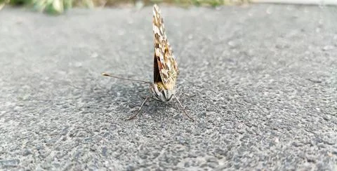 Face of a butterfly Stock Photos