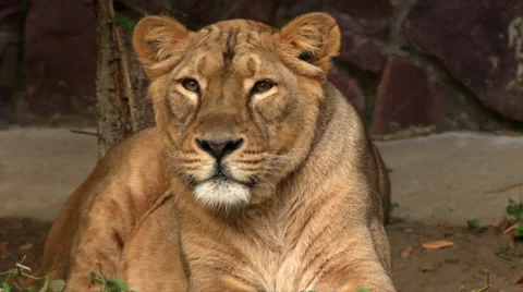 Face of calm lioness in sunset soft light, lying on red stone wall background. Stock Footage 46439657
