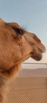 The face of the camel with great precision Stock Photos
