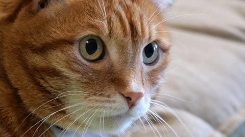 The face of a cat close up. Stock Footage 119157566