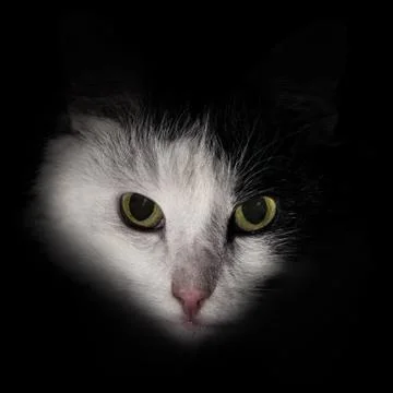 Face of a cat in the dark white black Stock Photos