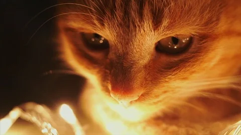Face cat Stock Footage 83145046