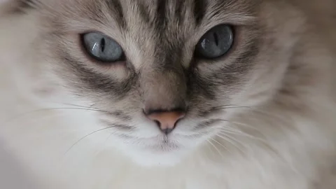 Face of a cat Stock Footage 146574203