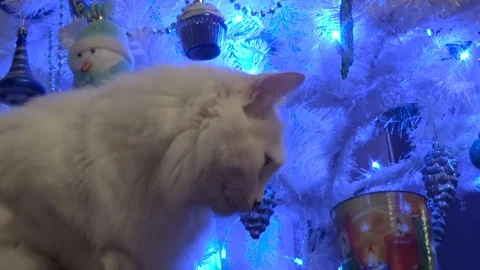 Face of a cat in front of the tree Stock Footage 82596121