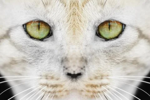 Face of cat isolated on black Photos