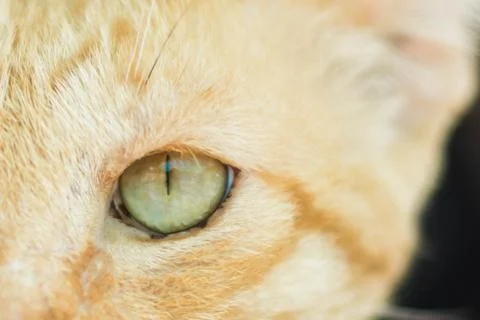 Face of cat isolated on black Stockfoto's