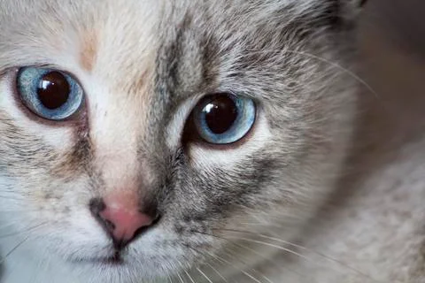 Face of a cat Stock Photos