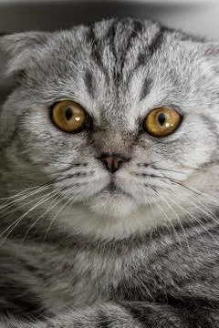 Face of a cat. Stock Photos