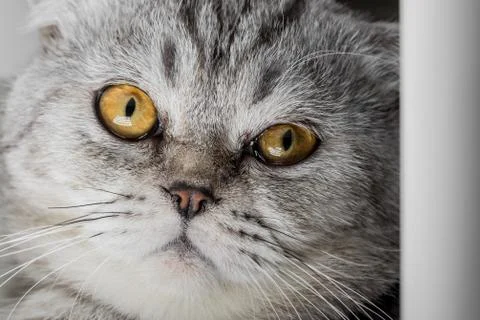Face of a cat. Stock Photos