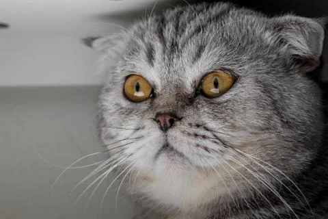 Face of a cat. Stock Photos