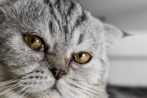 Face of a cat. Stock Photos