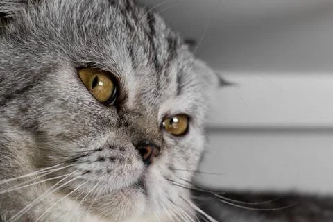 Face of a cat. Stock Photos