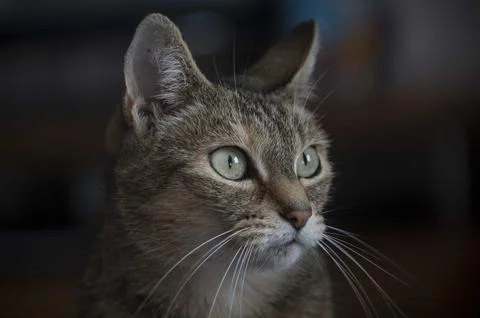 Face of a cat Stock Photos