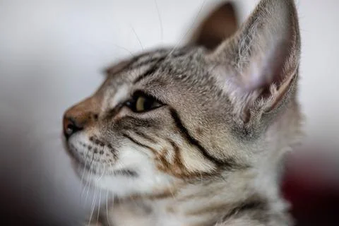 The face of a cat in profile Stock Photos