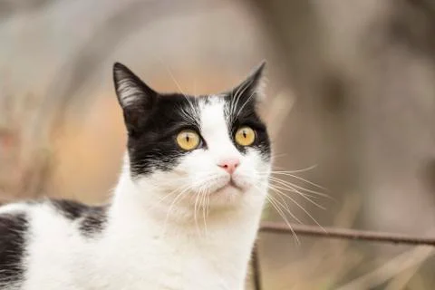 Face cat surprised Stock Photos