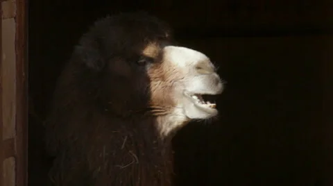 The face of a chewing camel in spotlight Vídeos de archivo 37968760