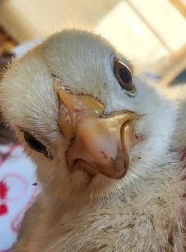 Face of a chick Stock Photos