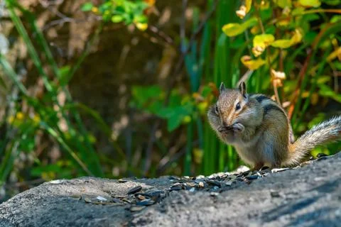 Face of a chipmunk with large cheeks, sitting on a stone in the forest Stock Photos