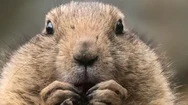 Face Close Up Of A Black-Tailed Prairie Dog  Eating A Beetroot Stock Footage