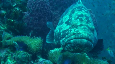 Face close up of giant grouper Stock Footage