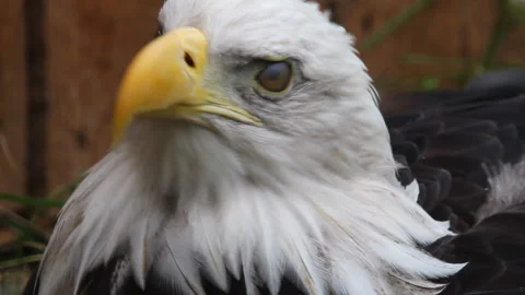 Face close up: Majestic Bald Eagle turns to look directly into camera Stock Footage 218104342