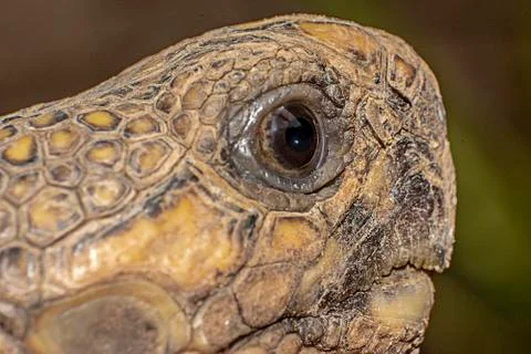 Face close up of star tortoise Stock Photos