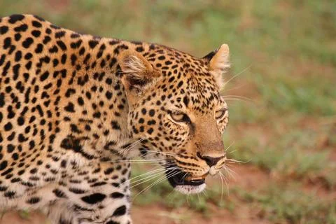 Face closeup of a wild leopard walking in savanna Stock Photos