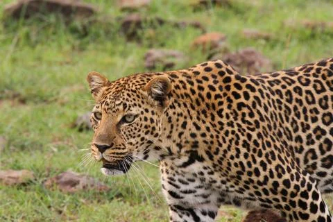 Face closeup of a wild leopard walking in savanna Stock Photos