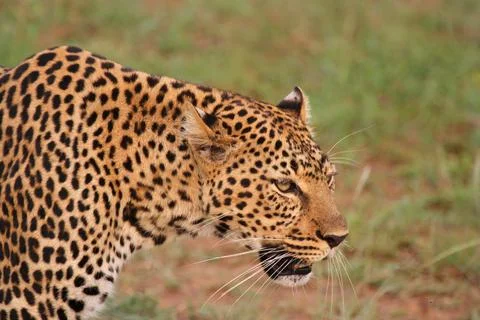 Face closeup of a wild leopard walking in savanna Stock Photos