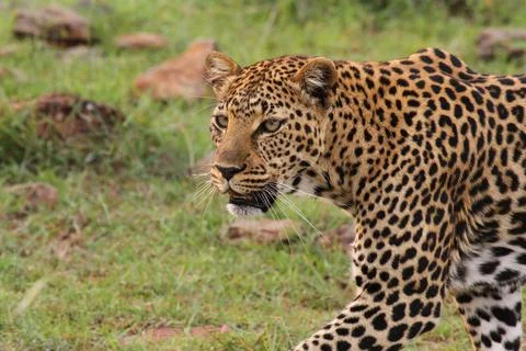 Face closeup of a wild leopard walking in savanna Stock Photos