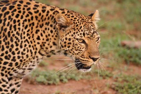 Face closeup of a wild leopard walking in savanna Stock Photos