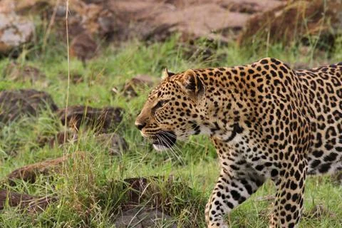 Face closeup of a wild leopard walking in savanna Stock Photos