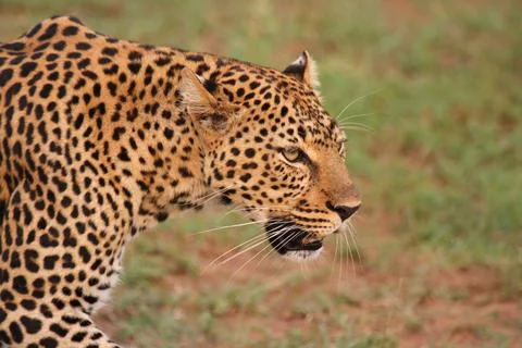 Face closeup of a wild leopard walking in savanna Stock Photos