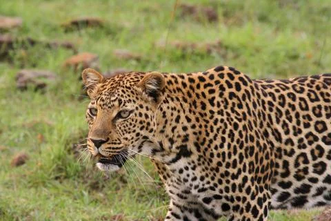 Face closeup of a wild leopard walking in savanna Stock Photos