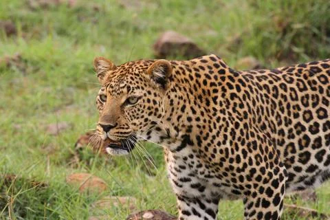 Face closeup of a wild leopard walking in savanna Stock Photos