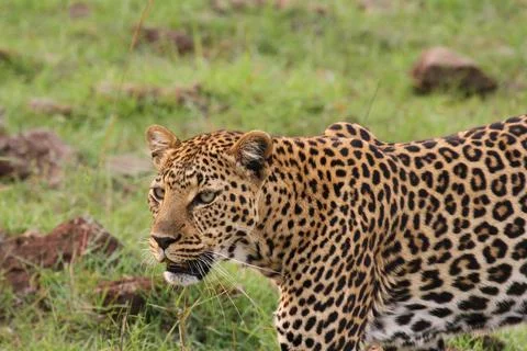 Face closeup of a wild leopard walking in savanna Stock Photos