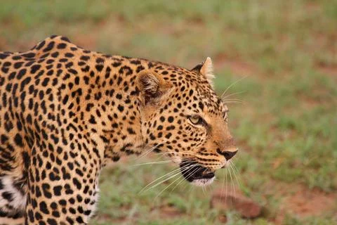 Face closeup of a wild leopard walking in savanna Stock Photos