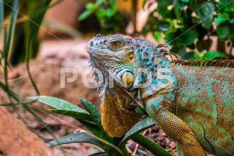 The face of a colorful iguana in closeup, popular tropical reptile pet from A Stock Photos