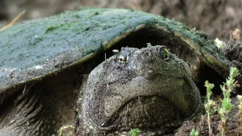 Face of Common Snapping Turtle (Chelydra serpentina), E USA Stock Footage 78729716