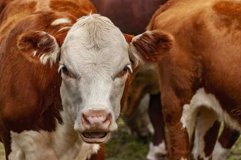 Face of a cow Stock Photos