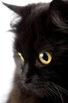Face of cute black cat Stock Photos