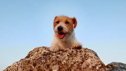 Face of a cute dog as panting, pet background Stock Footage 309790829