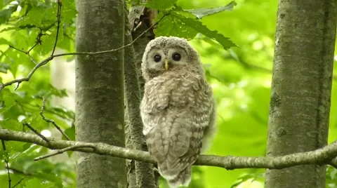 Face of cute owl _1 Stock Footage 44887204